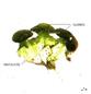  Glands